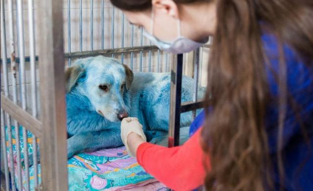 Dogs with blue sales fur