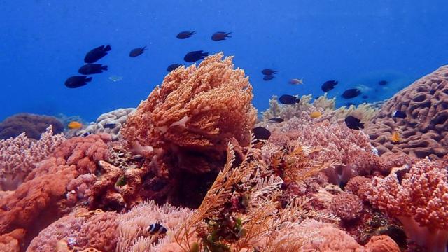 مجموعة من الأسماك تسبح بالقرب من الشعاب المرجانية