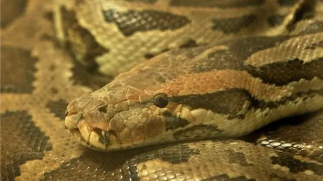 भारतीय अजगर