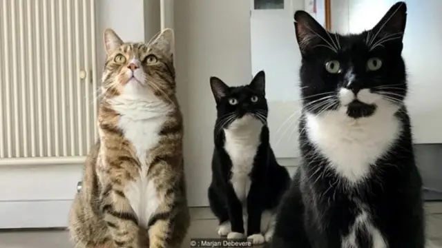 Pişiklər, ev heyvanları