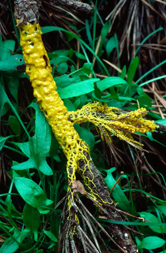 No primeiro plano, Physarum polycephalum aparece sobre um ramobet365 ganhar 200 reaispinheirobet365 ganhar 200 reaisuma florestabet365 ganhar 200 reaisNorfolk