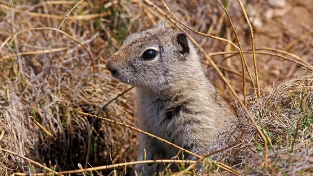 Суслик Белдинга (Spermophilus beldingi)