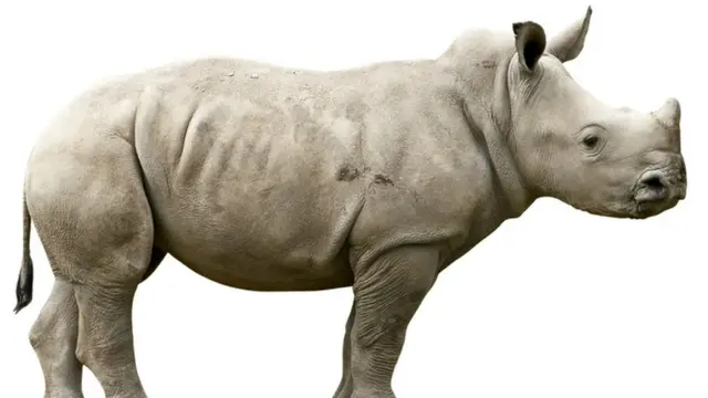 காண்டாமிருகம் - கோப்புப் படம்