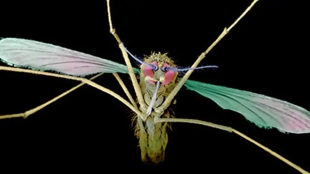 ম্যালেরিয়া বাংলাদেশ