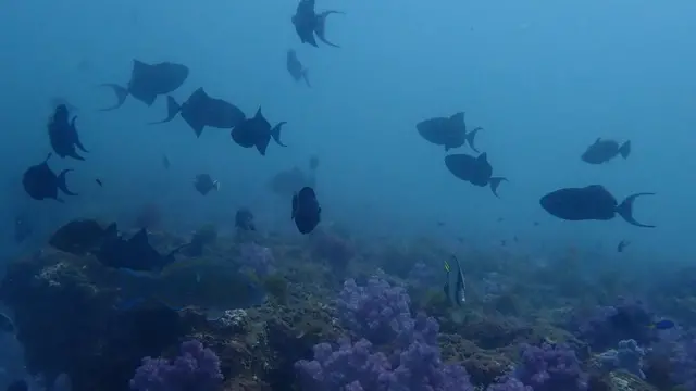 தமிழகத்தில் மூழ்கும் தீவுகள் - சூழும் மற்றொரு ஆபத்து : ஓர் எச்சரிக்கை