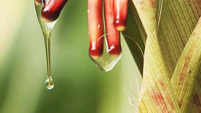 Raíces aéreas del maíz mixe.