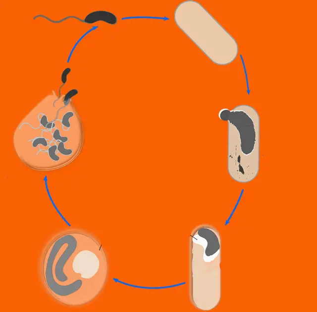 El ciclo del bdellovibrio, desde que ataca hasta que se reproduce