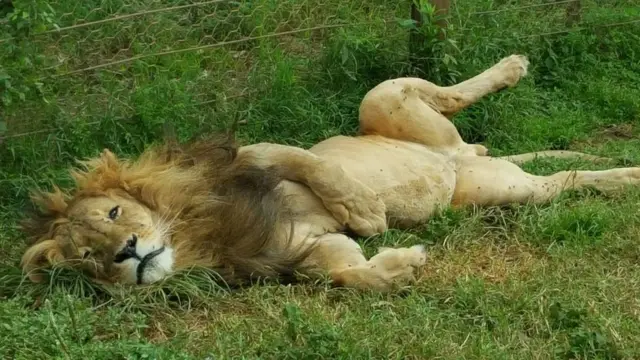 አንበሳውን ዶሎ የሚያሳይ ምስል