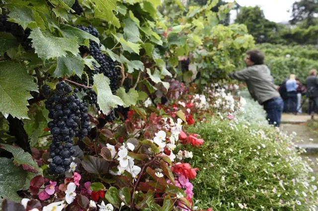 Kebun anggur di Paris