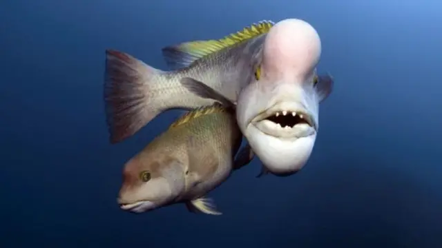 بلیو پلینٹ2