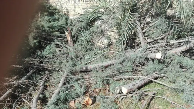 قطع درختان: عوامل و ریشه‌ها