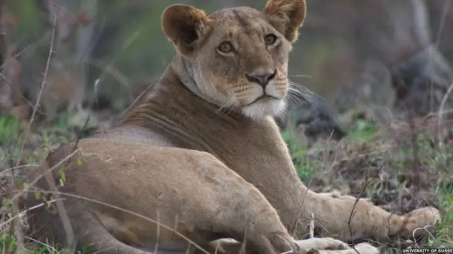 يواجه الأسد الأفريقي خطر الانقراض بسبب قلة المواطن الطبيعية والصيد الجائر غير الشرعي