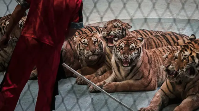 Животные в цирке