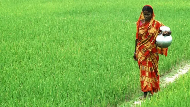 వరి పొలంలో మహాళా రైతు, భారతీయ మహిళ