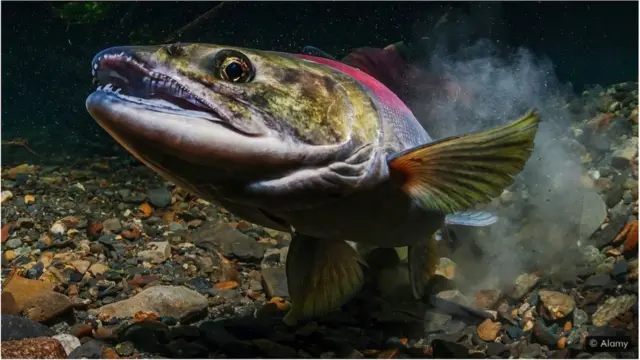 महिलाओं में गर्भधारण