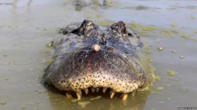 ਐਲੀਗੇਟਰ