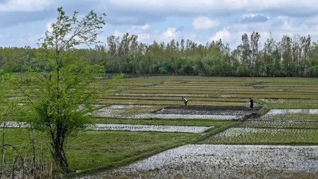 कोरोना वायरस