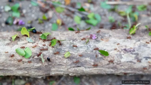 चींटियां