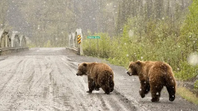 ڈیمسٹر شاہراہ پر ریچھ