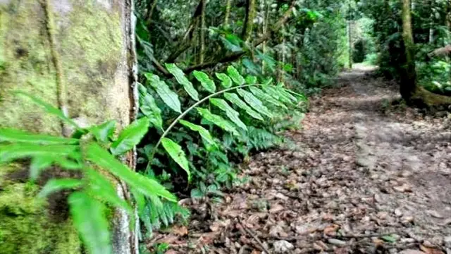 Parque Madidi (Bolivia).