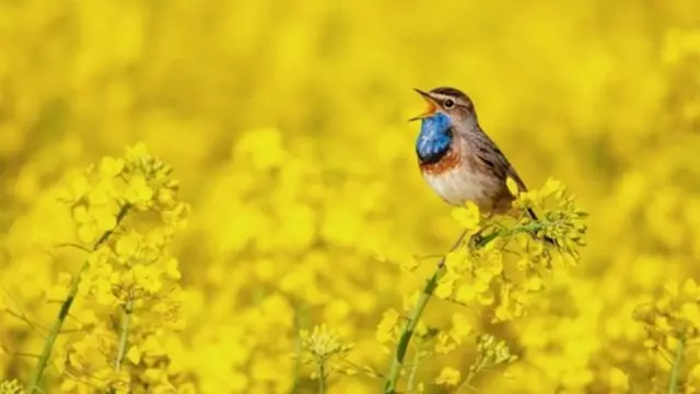 bird