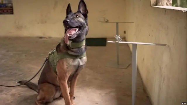 प्रशिक्षित कुत्रे