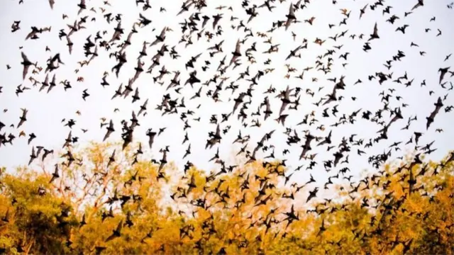 గబ్బిలాల మీద ప్రపంచవ్యాప్తంగా అనేక అపోహలున్నాయి