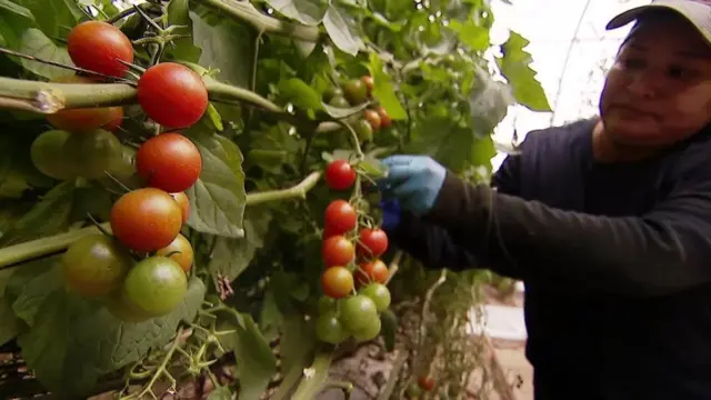 गोलभेँडा