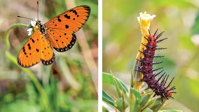 பூச்சிகளை அழிக்காதீர்கள்; நேசியுங்கள்