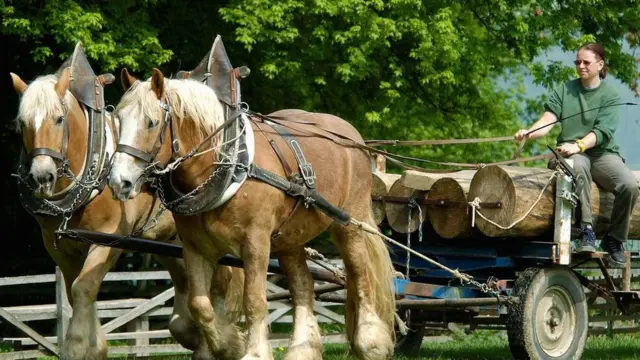يتمتع الحصان بقوة تحمل هائلة