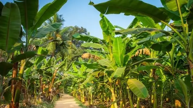 کیلے کا درخت انڈیا میں ثقافتی اہمیت رکھتا ہے