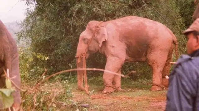 கயிறு மற்றும் சங்கிலியால் கட்டப்பட்ட மூர்த்தி