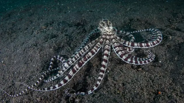 Pulpo imitador