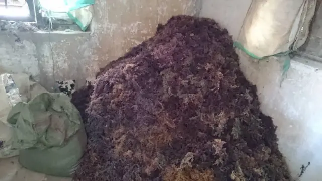 Mwani aina spinosamo ukiwa umekaushwa