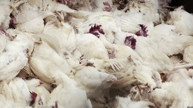 बर्ड फ्लू