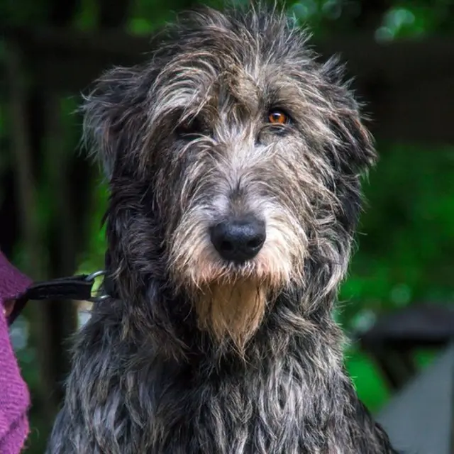 Цвета: серый