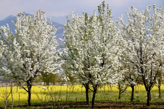బాదం చెట్లు