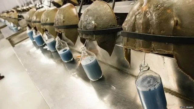 ਹੌਰਸਸ਼ੂ ਕੇਕੜੇ