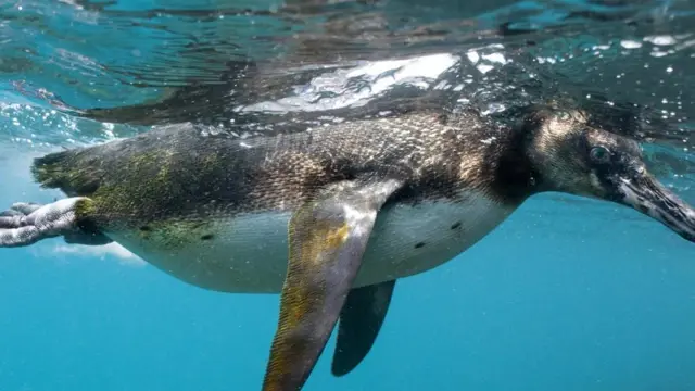 Пінгвін галапагоський