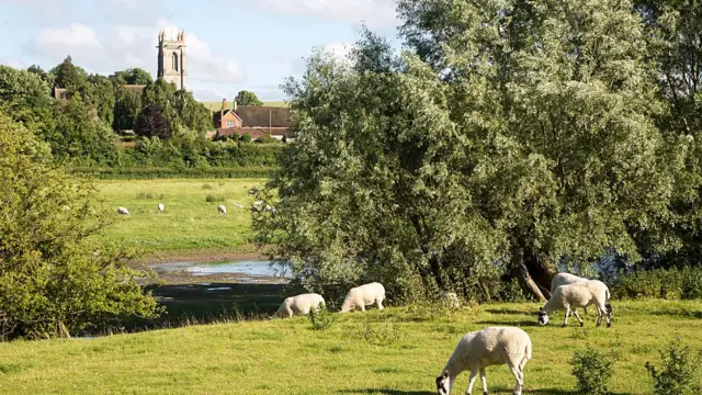 Ovelhas pastam em gramado em meio a árvores, com castelo ao fundo