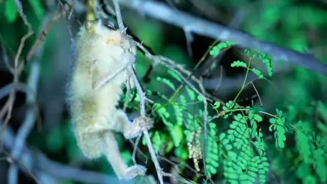 தேவாங்கு