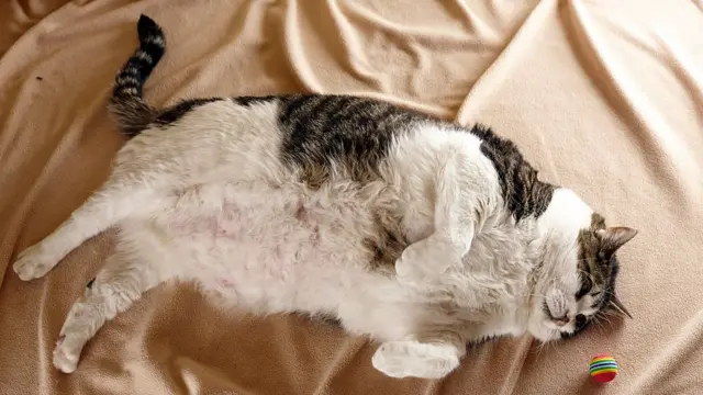 肥猫