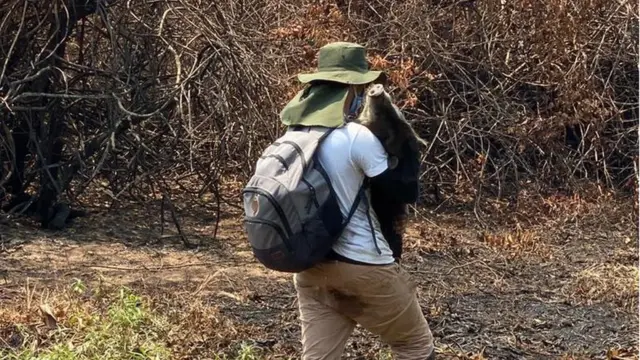 Queixada sendo resgatado dos incêndios