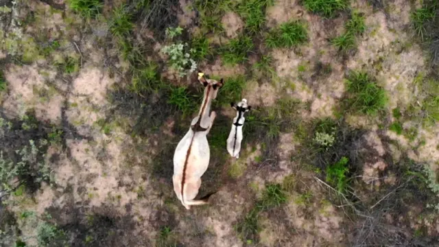 jumentos na caatinga