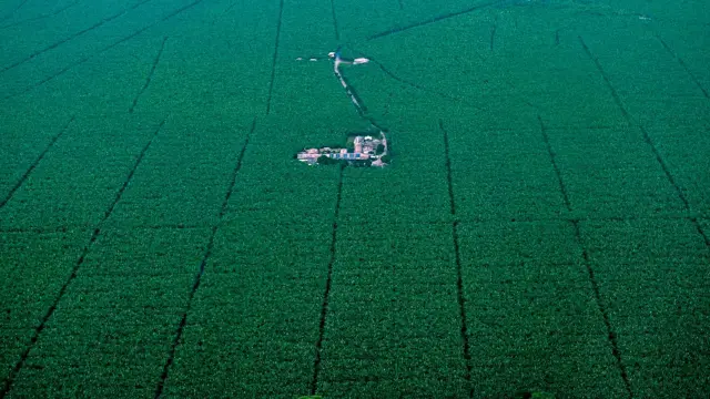 Cultivo de banano en Colombia