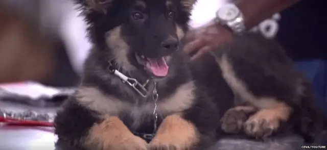 පේරාදෙණිය විශ්වවිද්‍යාලයේ පශු වෛද්‍ය පීඨයේ ප්‍රතිකාර ලැබූ බලු සුරතලෙක්