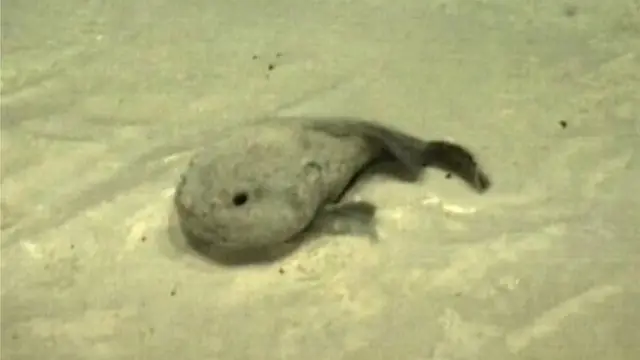 Jinsiy aloqa va porno es konj