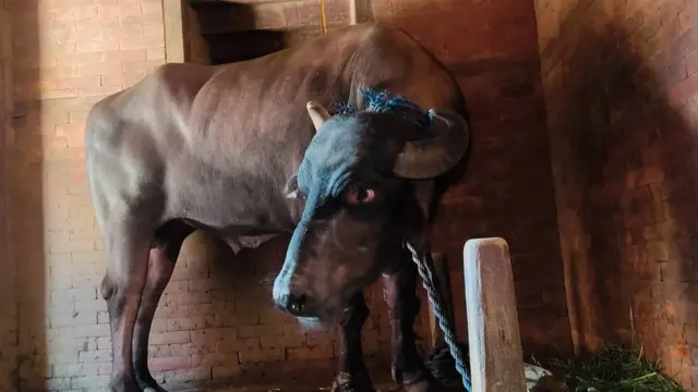 निक्खर कालो राँगोलाई बलि दिने अभ्यास छ