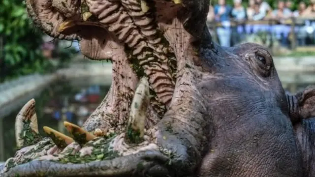 நீர்யானை தாக்குதல்