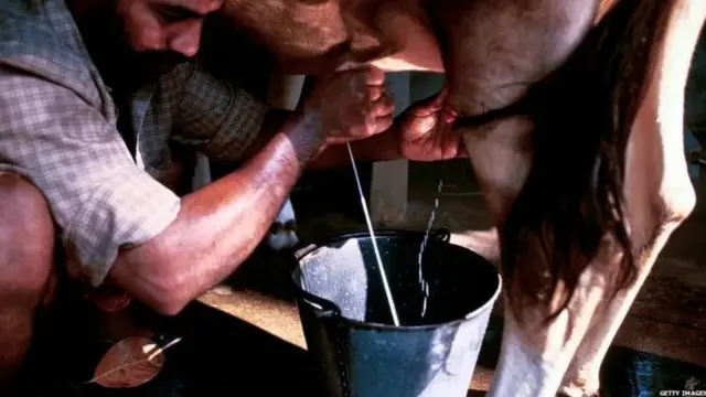 ਪਸ਼ੂ ਦੀਆਂ ਧਾਰਾਂ ਚੋਅ ਰਿਹਾ ਵਿਅਕਤੀ